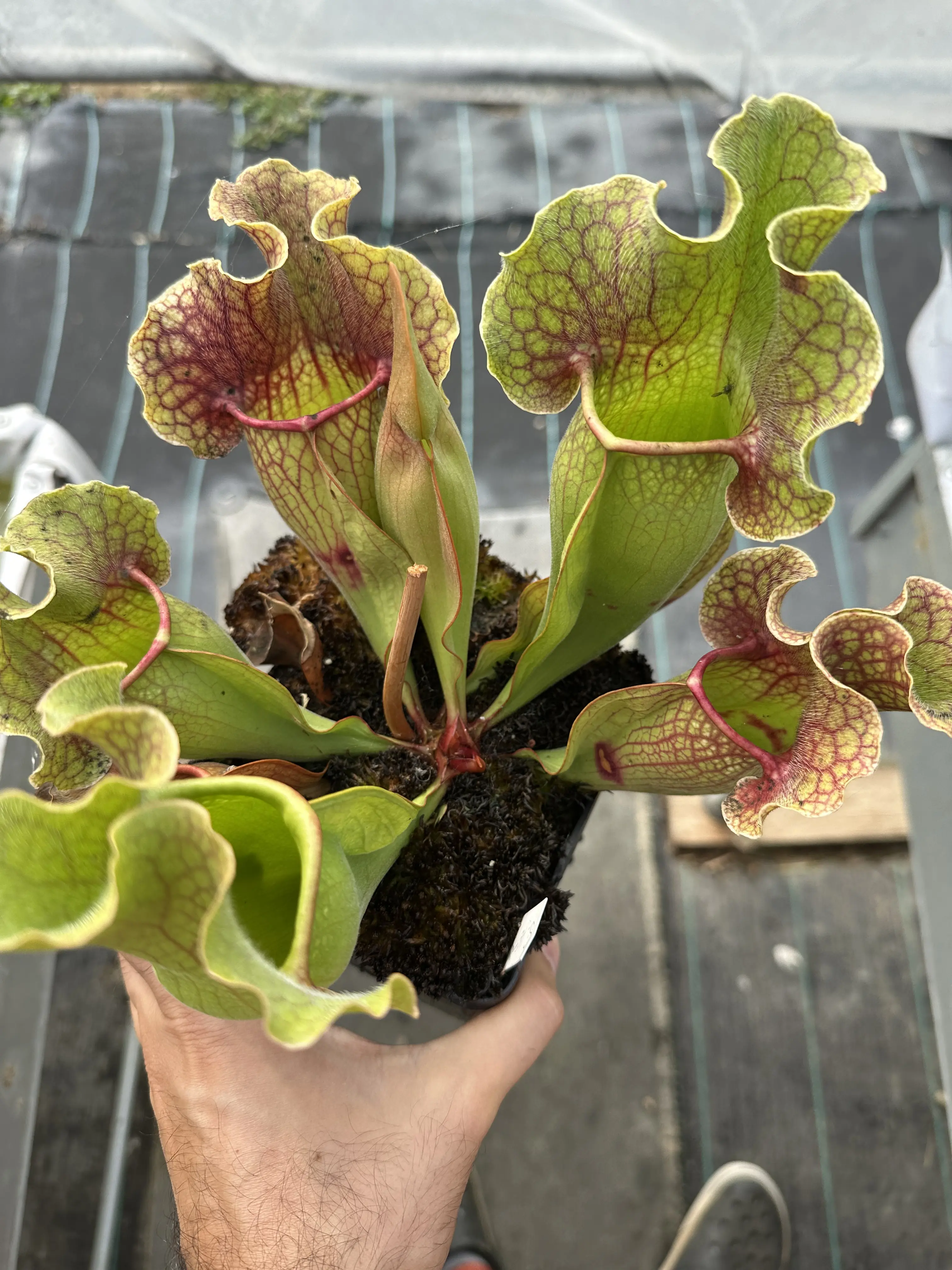 Sarracenia x purpurea ssp. venosa f. heterophylla x OP, giant