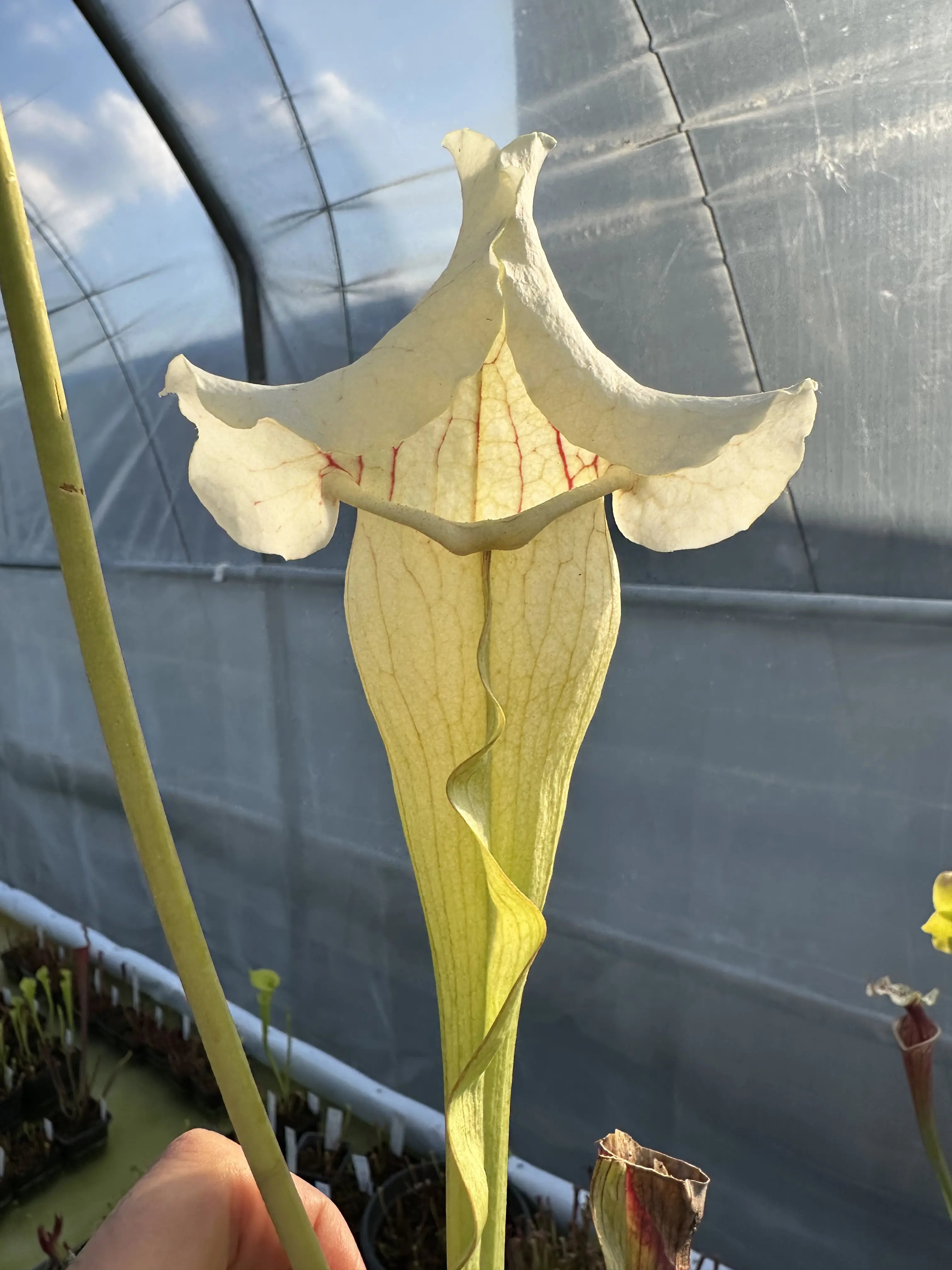 Sarracenia x "Multivitamin"