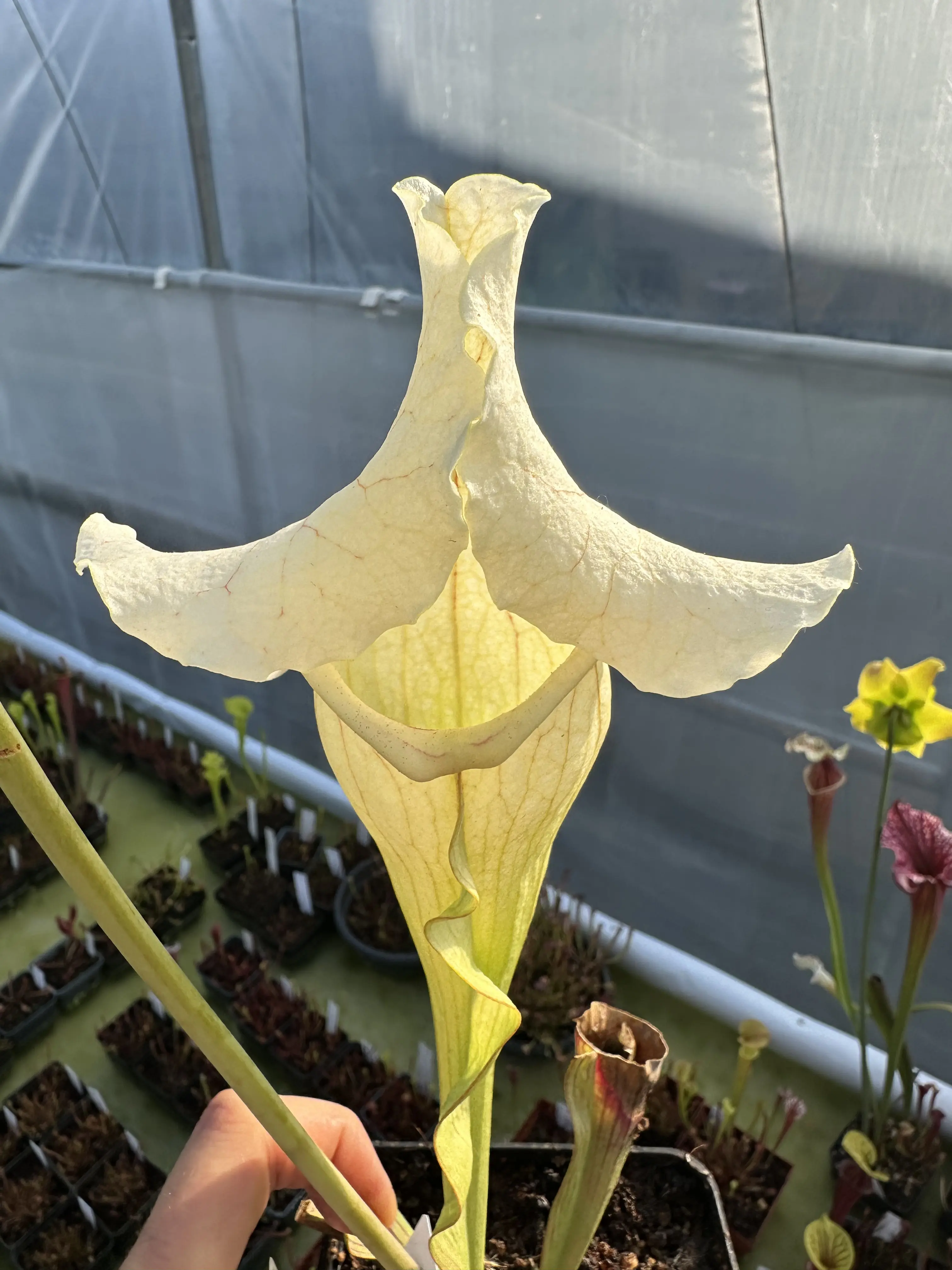 Sarracenia x "Multivitamin"