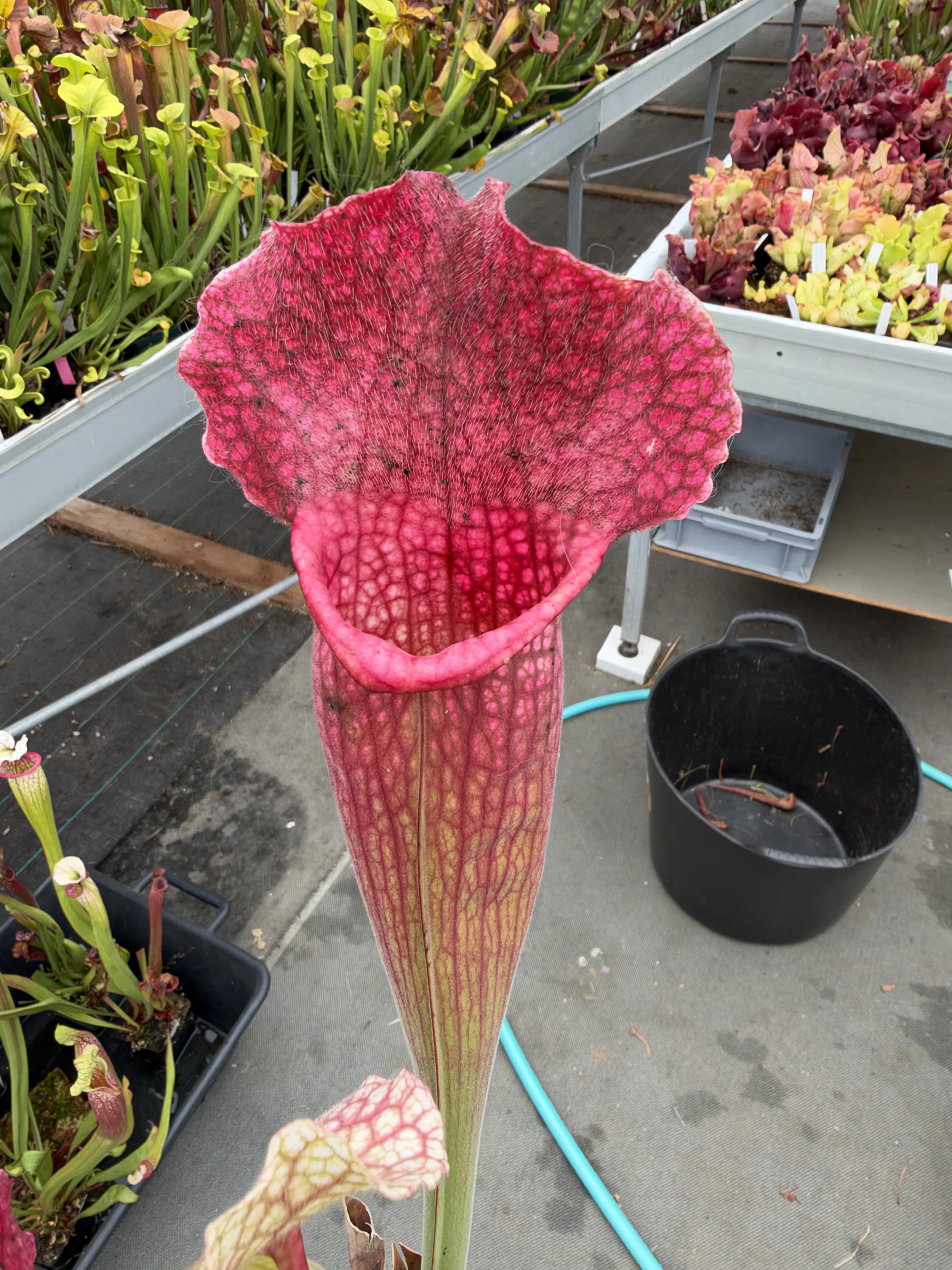Sarracenia x mitchelliana giant pink, clone 1