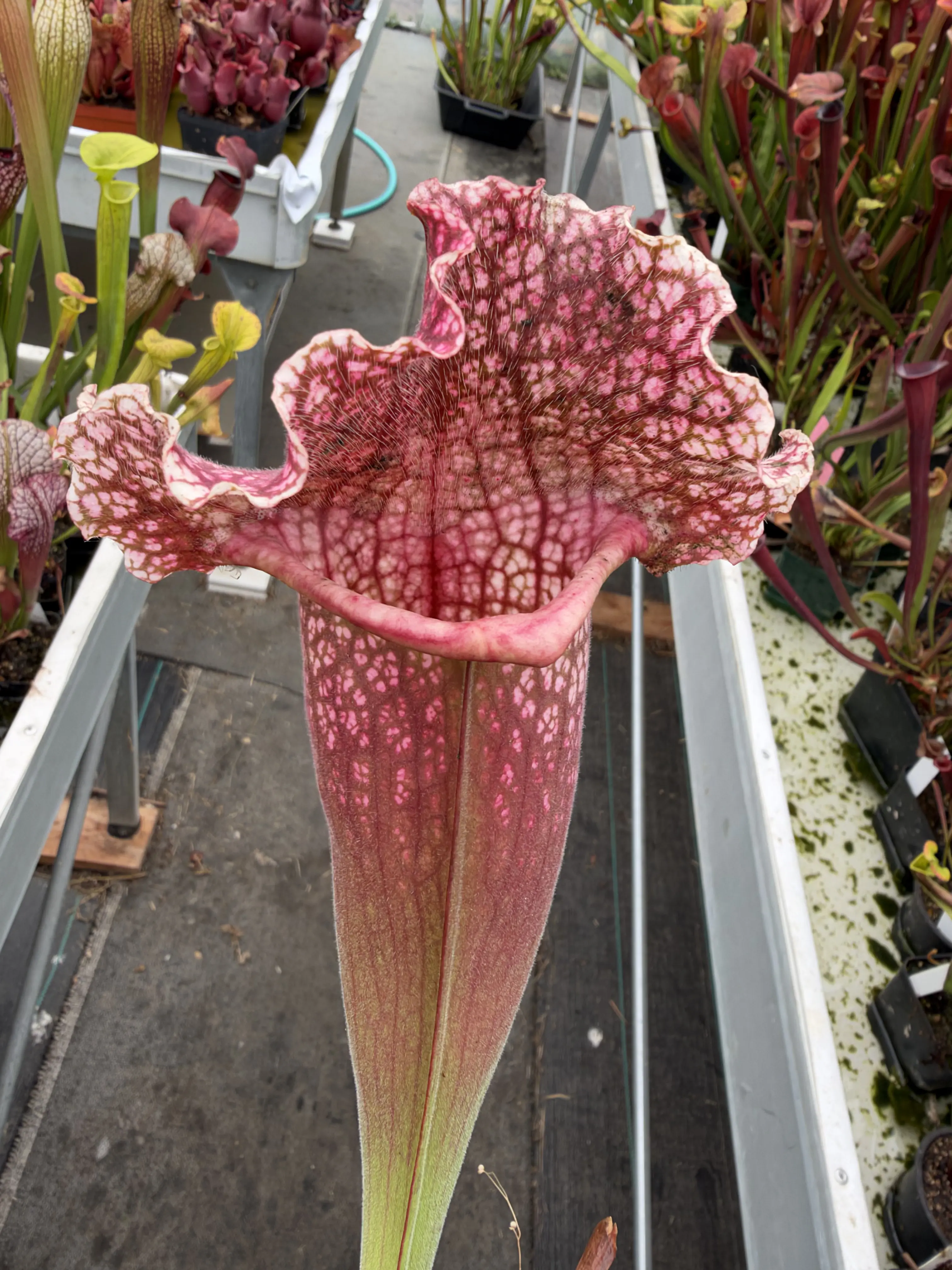 Sarracenia x mitchelliana, clone 2