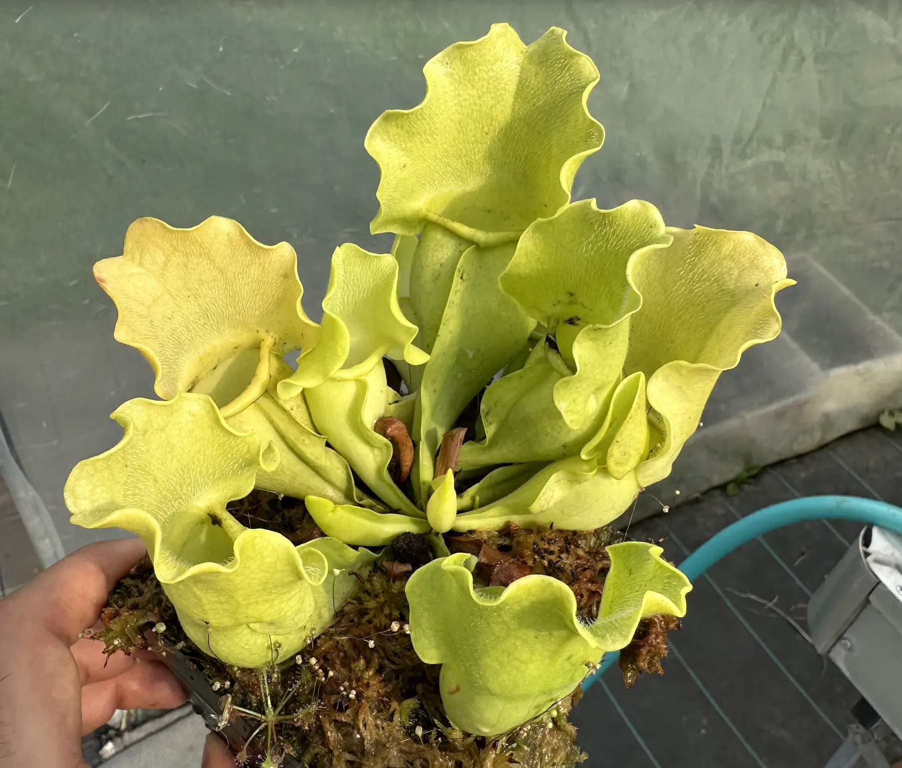 Sarracenia purpurea ssp. venosa var. burkii f. luteola, wide yellowish pitchers
