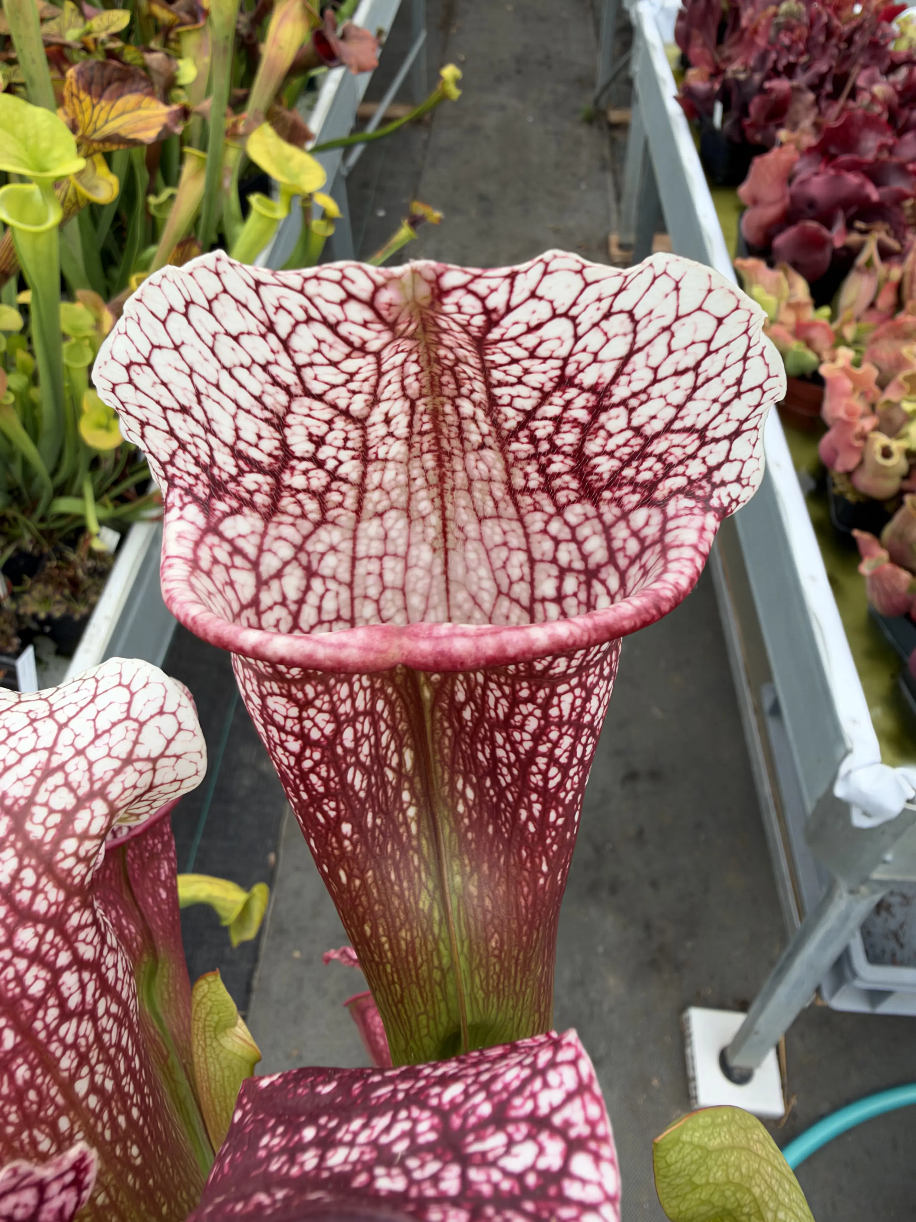 Sarracenia x "Pink Punk" 