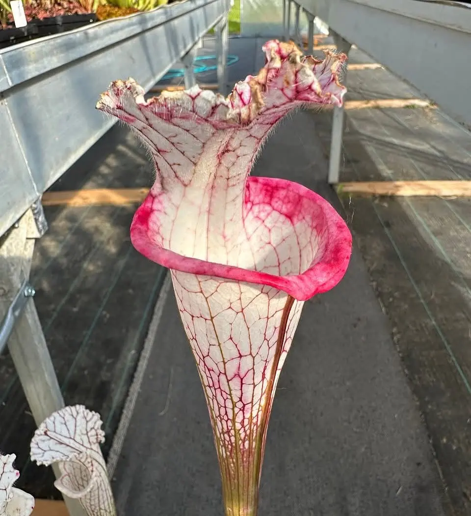 Sarracenia leucophylla "Delicious Lips"