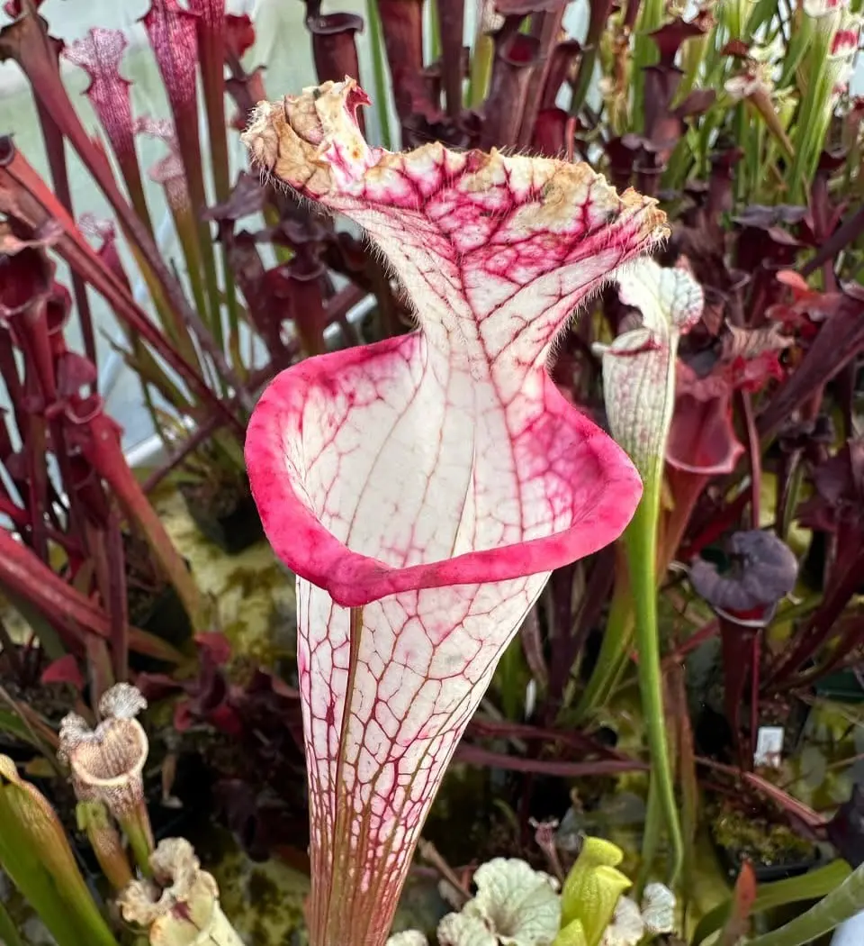 Sarracenia leucophylla "Delicious Lips"