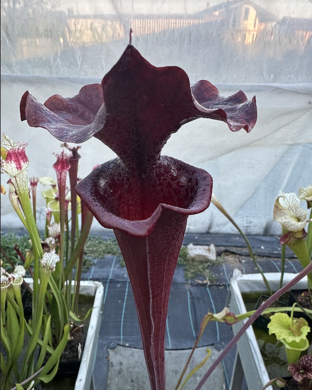Sarracenia x "Bagheera"