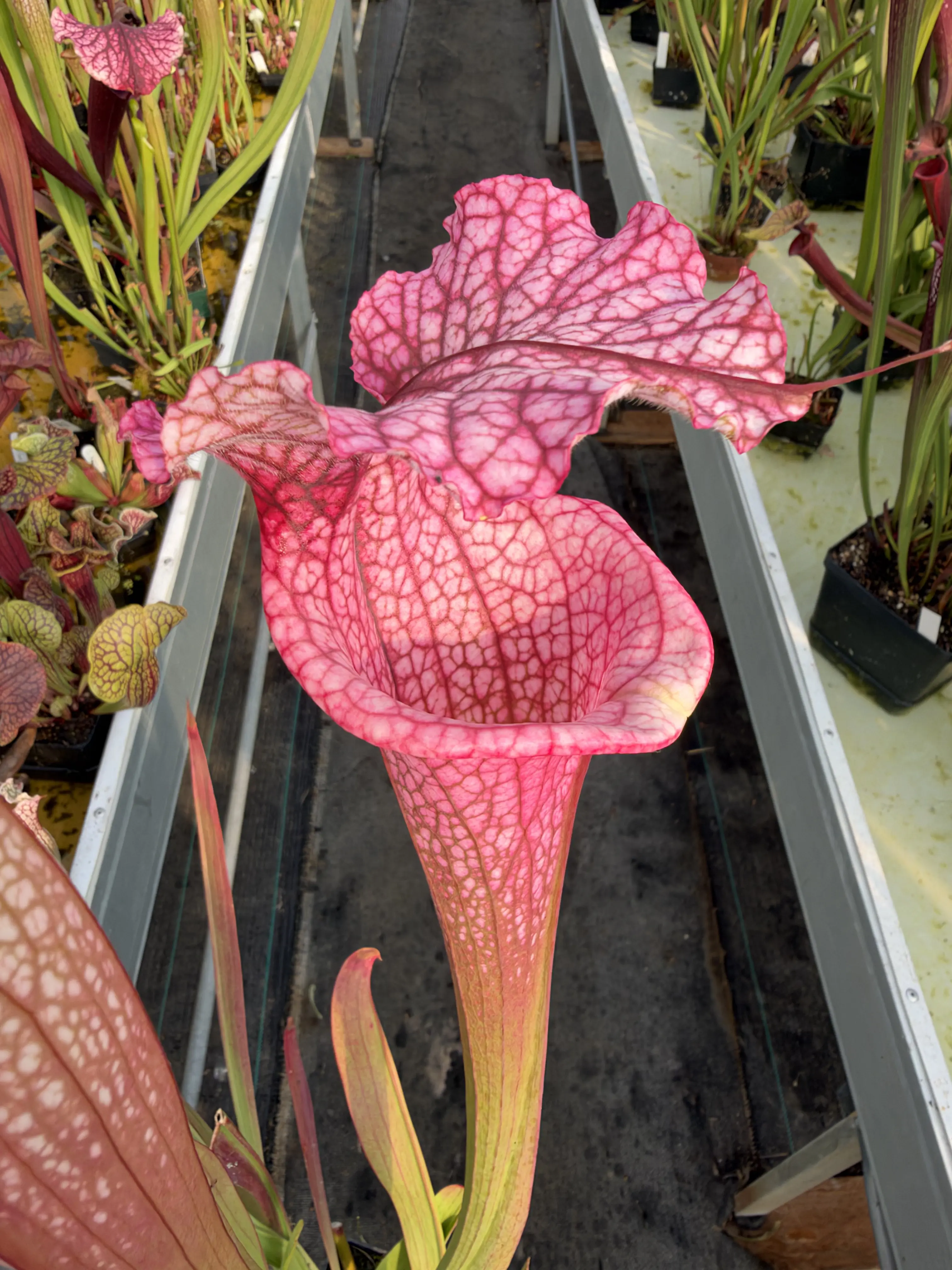 Sarracenia x "Majin Bu"