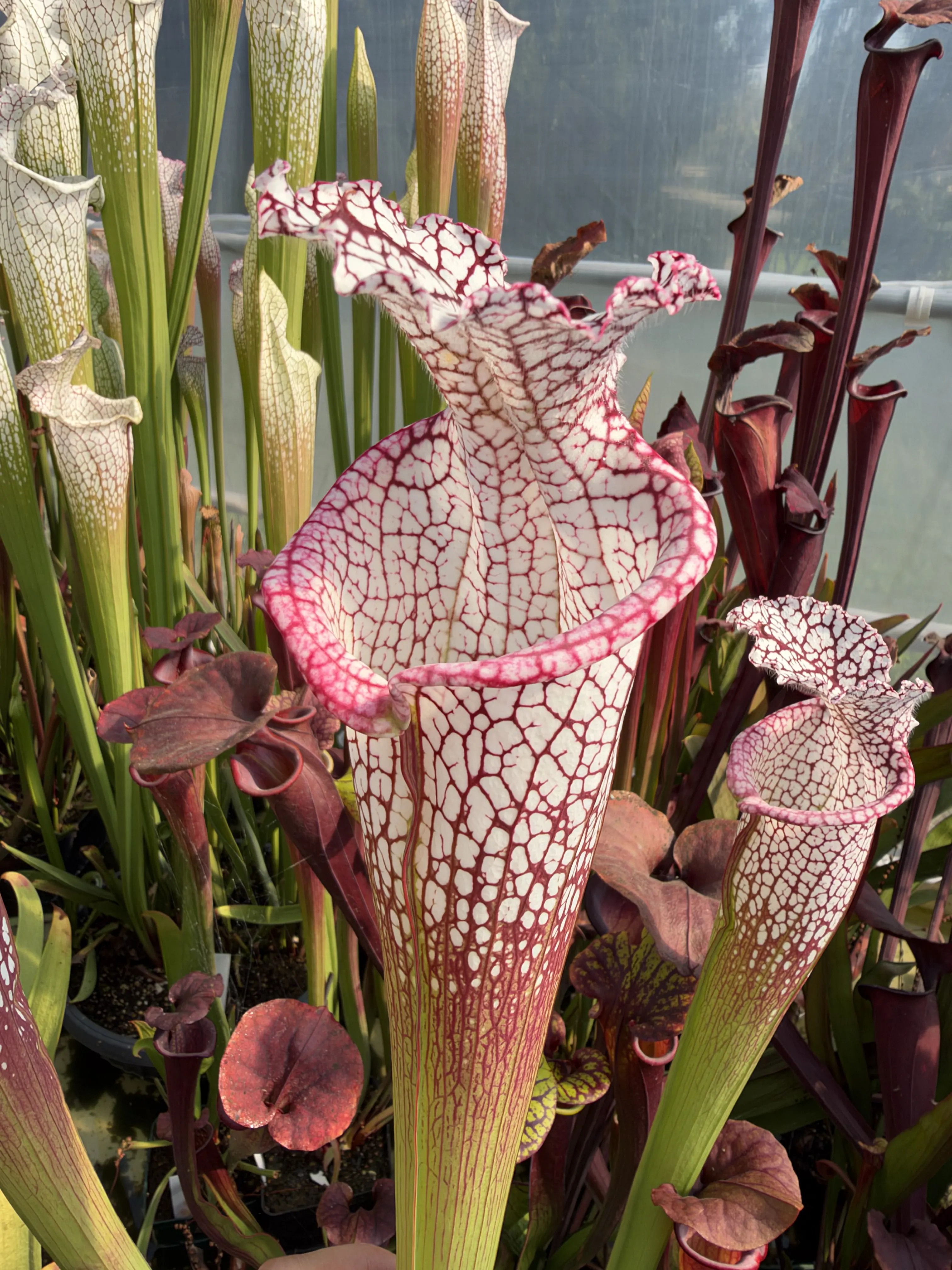 Sarracenia leucophylla "Calen’s Super"