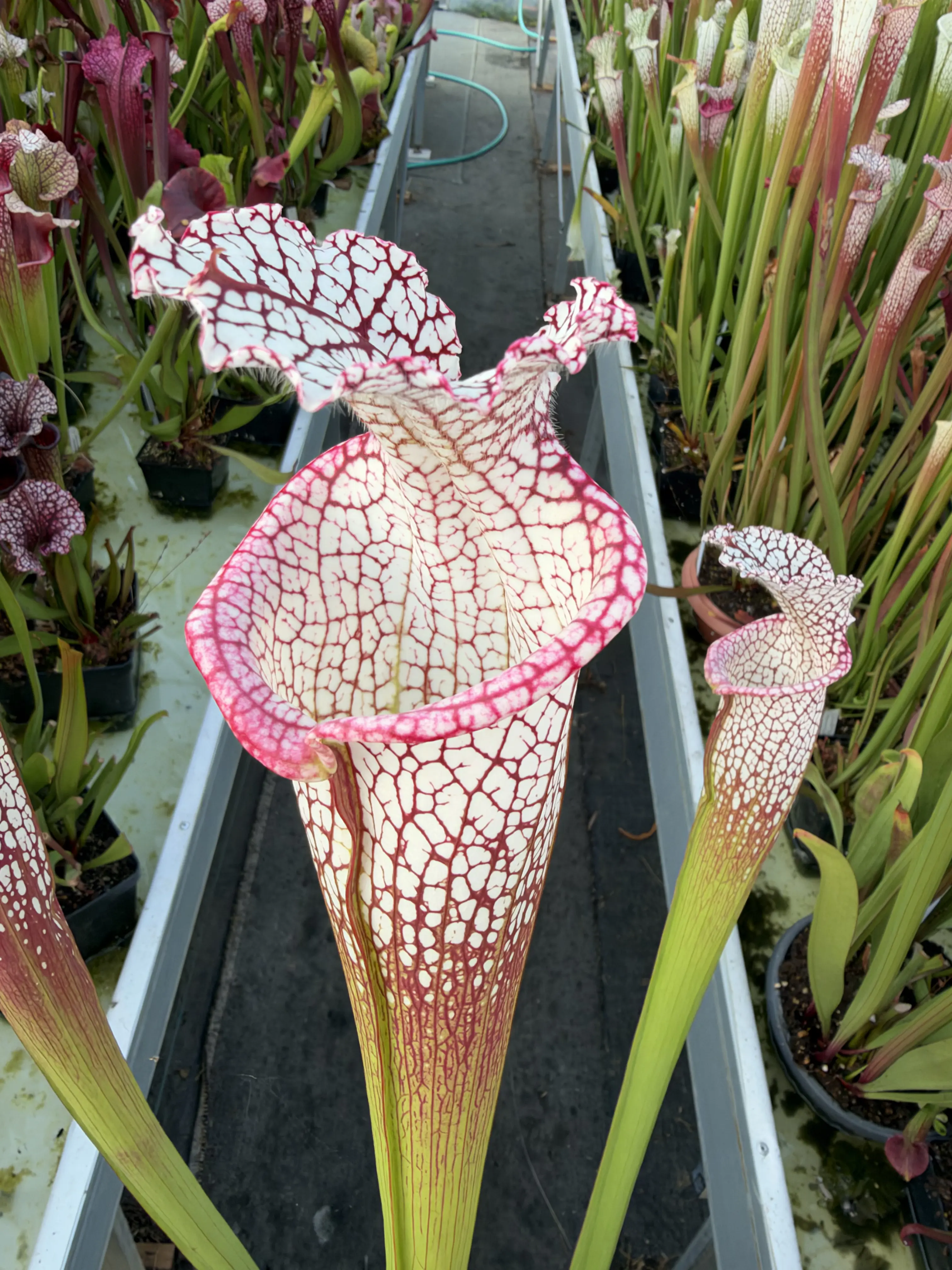 Sarracenia leucophylla "Calen’s Super"