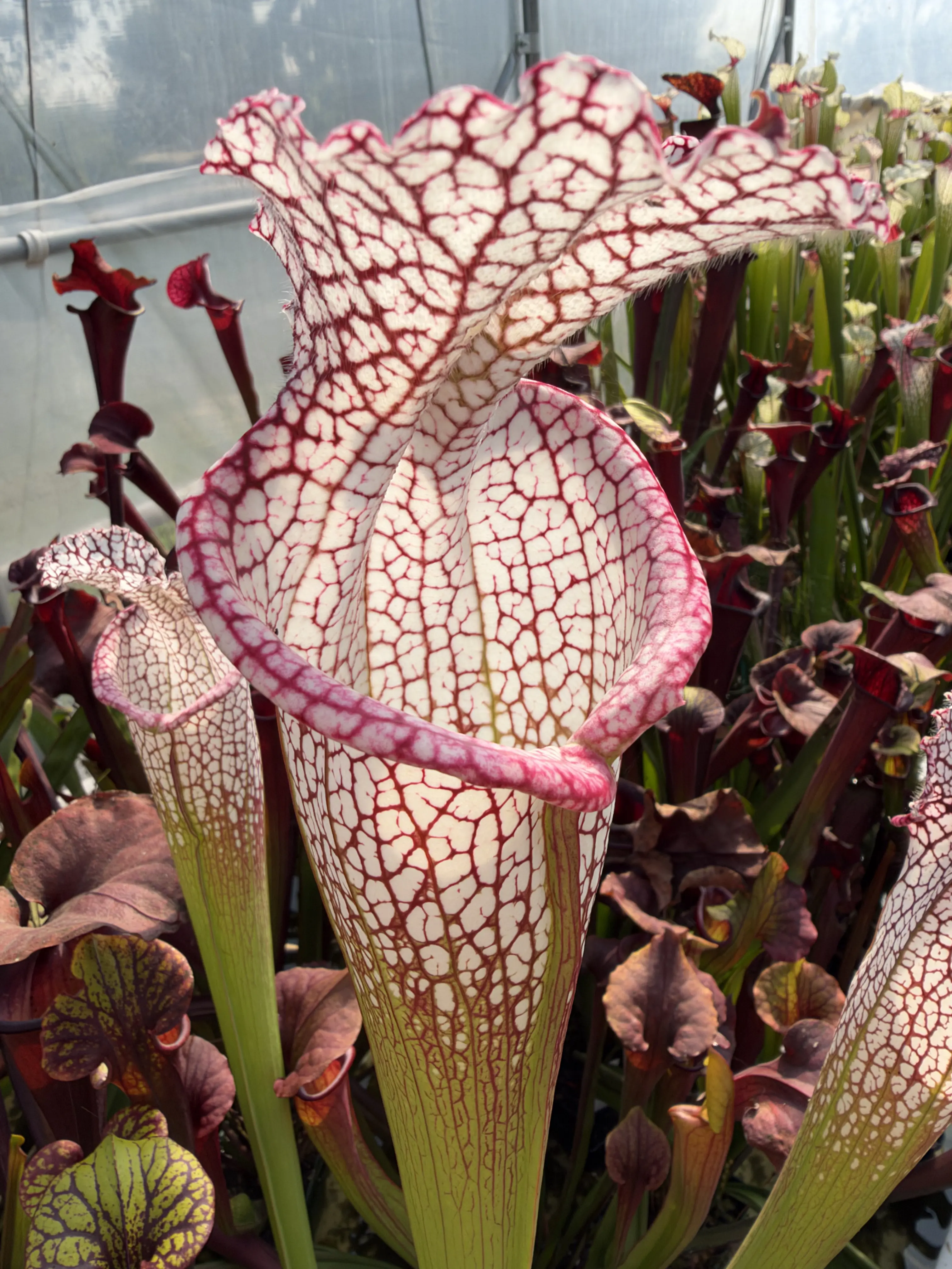 Sarracenia leucophylla "Calen’s Super"