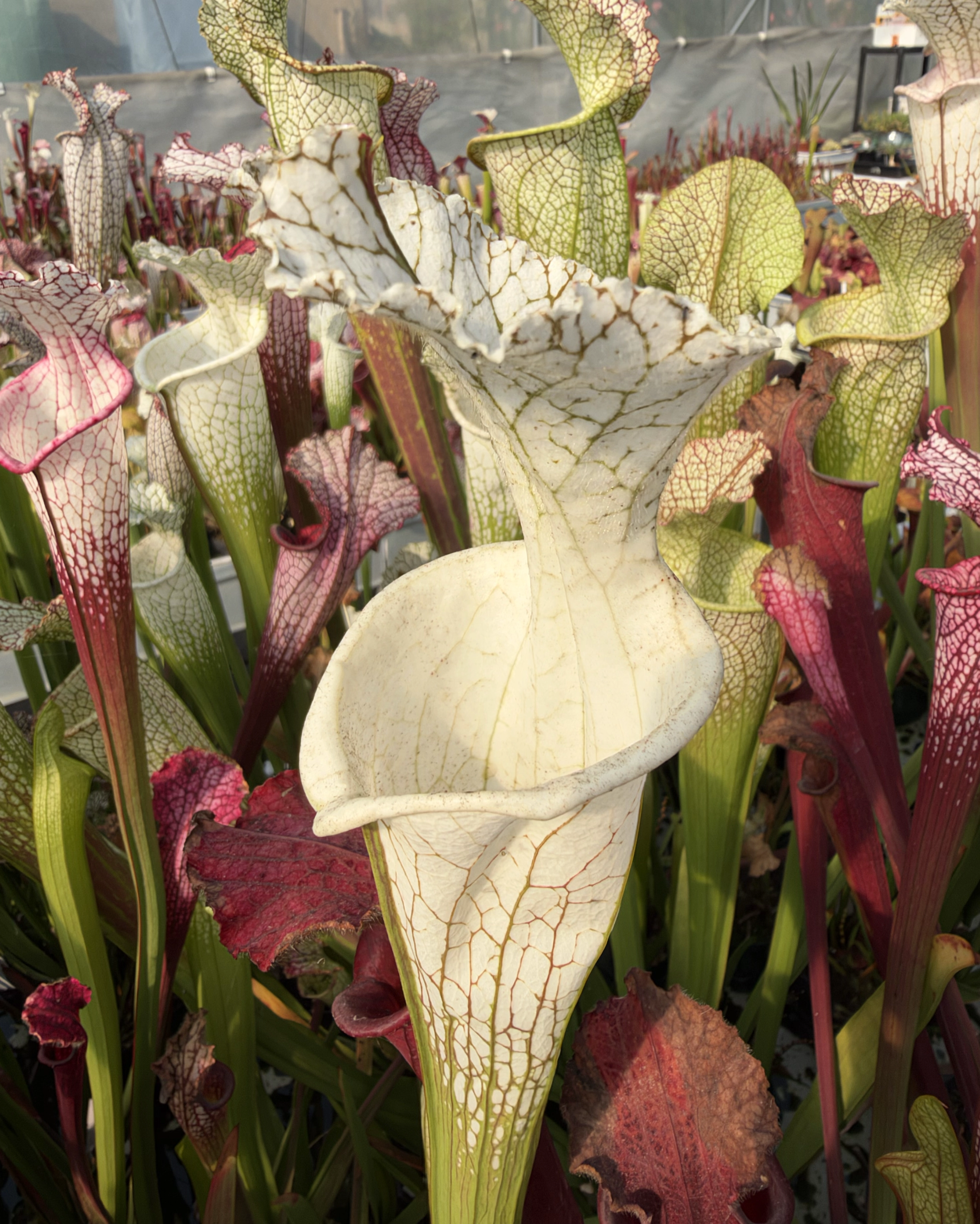 Sarracenia leucophylla var. alba DC 