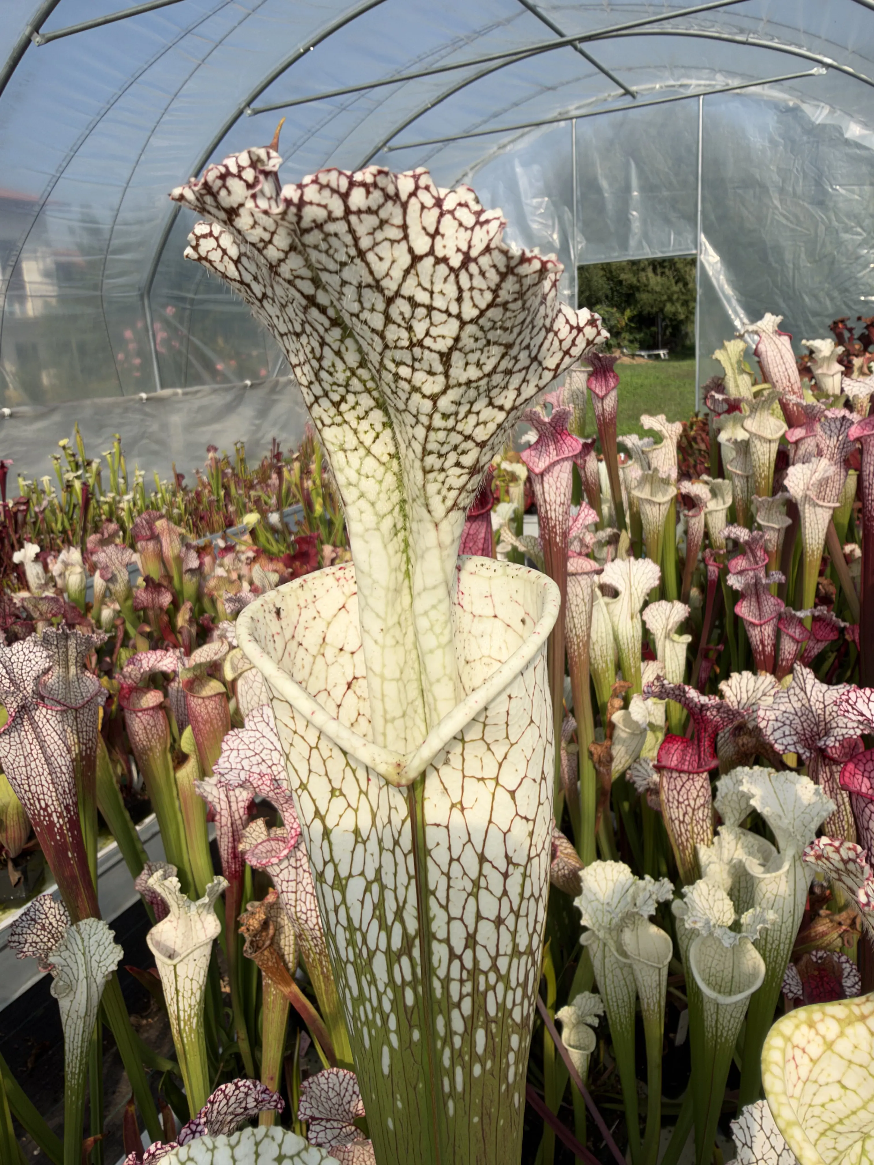 Sarracenia leucophylla, giant stocky