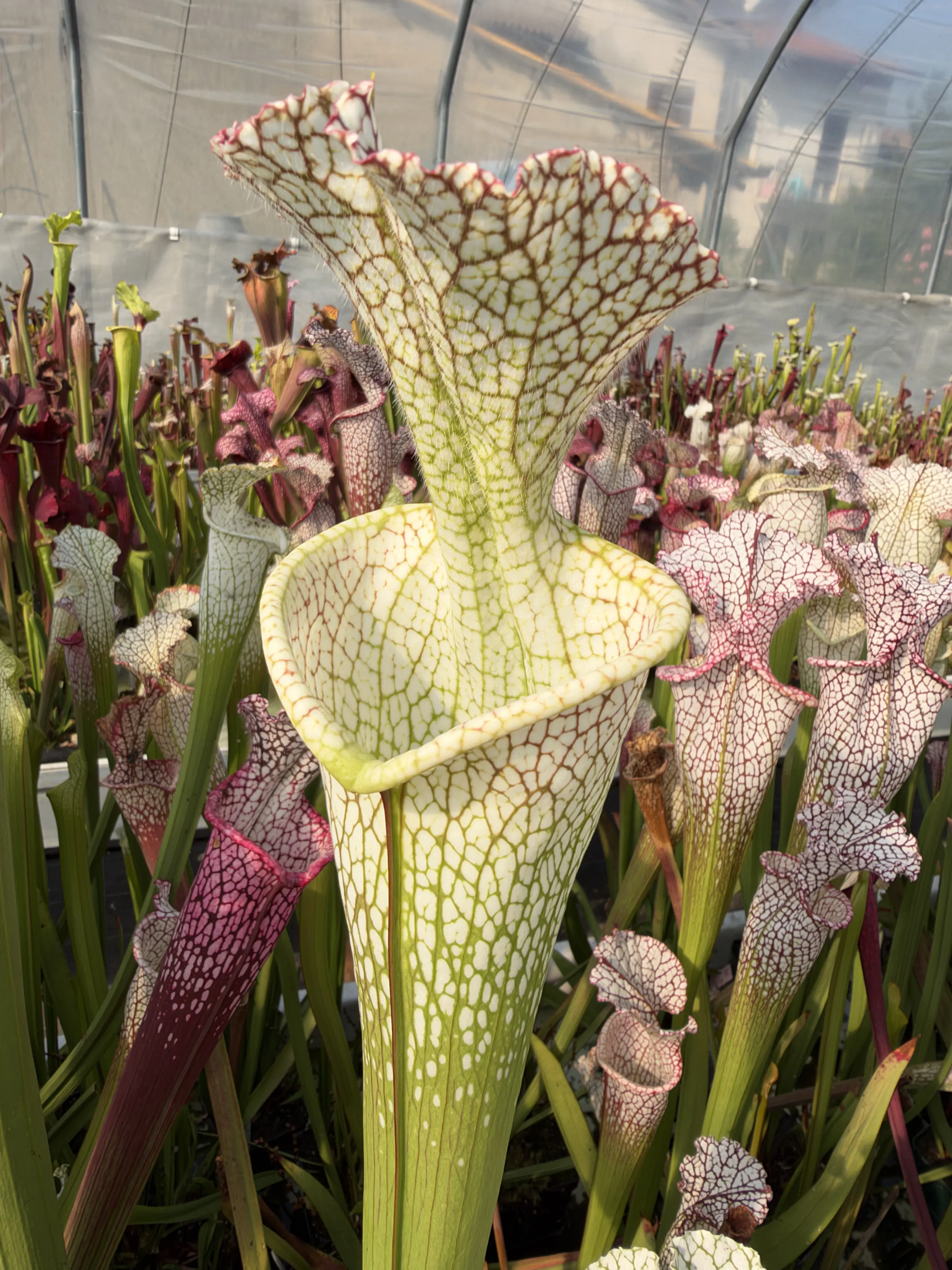 Sarracenia leucophylla, giant stocky