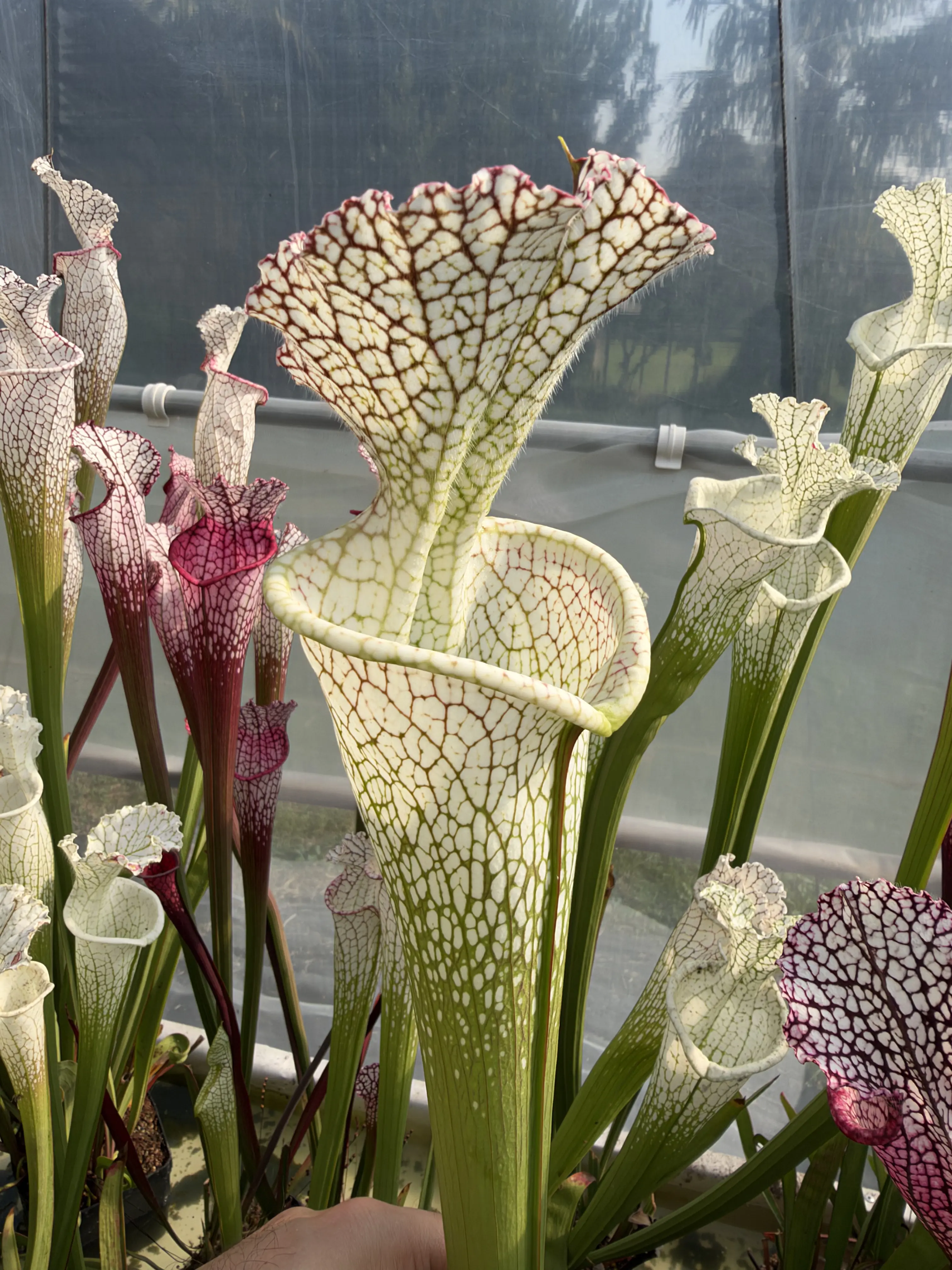 Sarracenia leucophylla, giant stocky