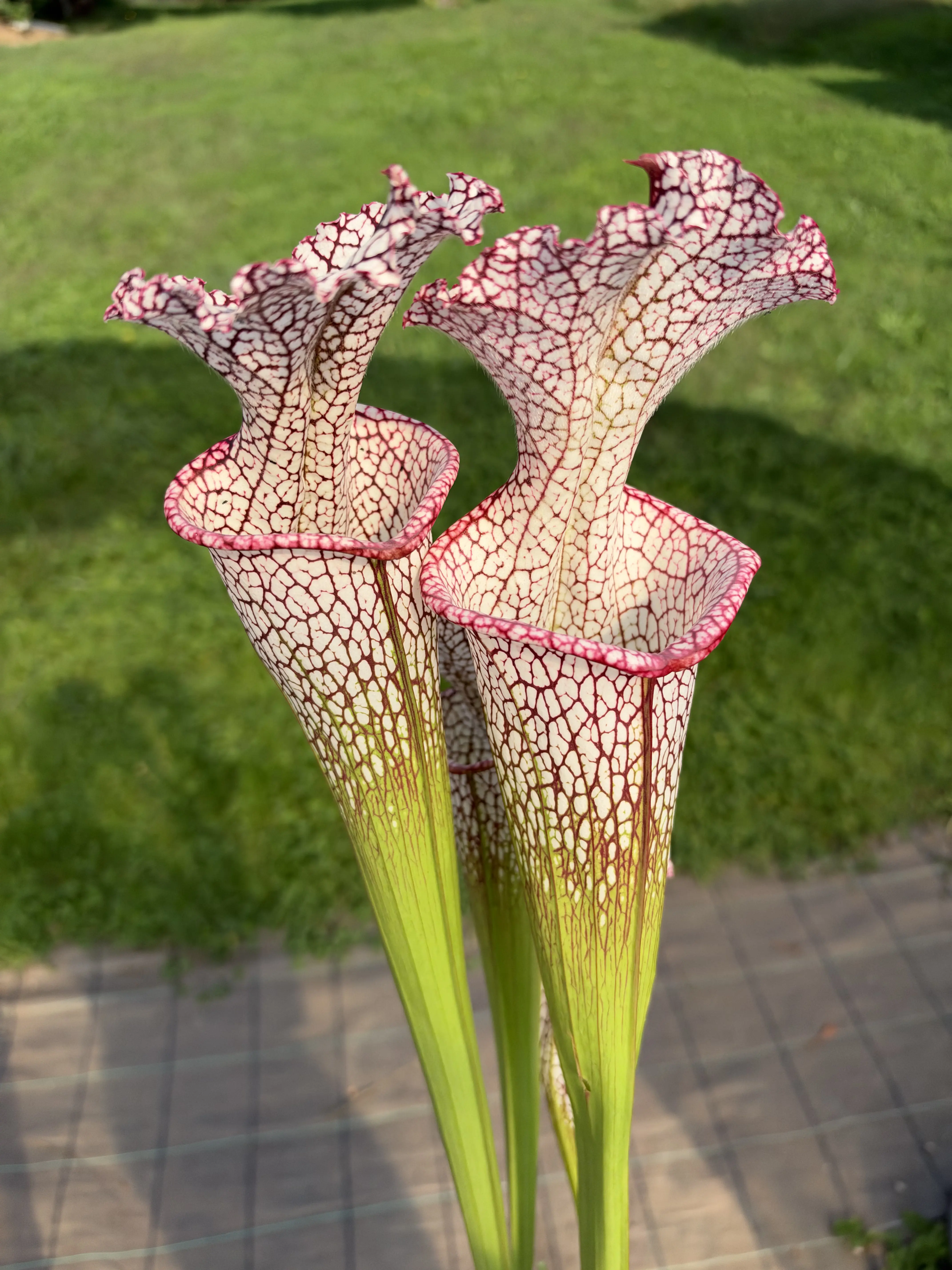 Sarracenia leucophylla, long neck, clone B