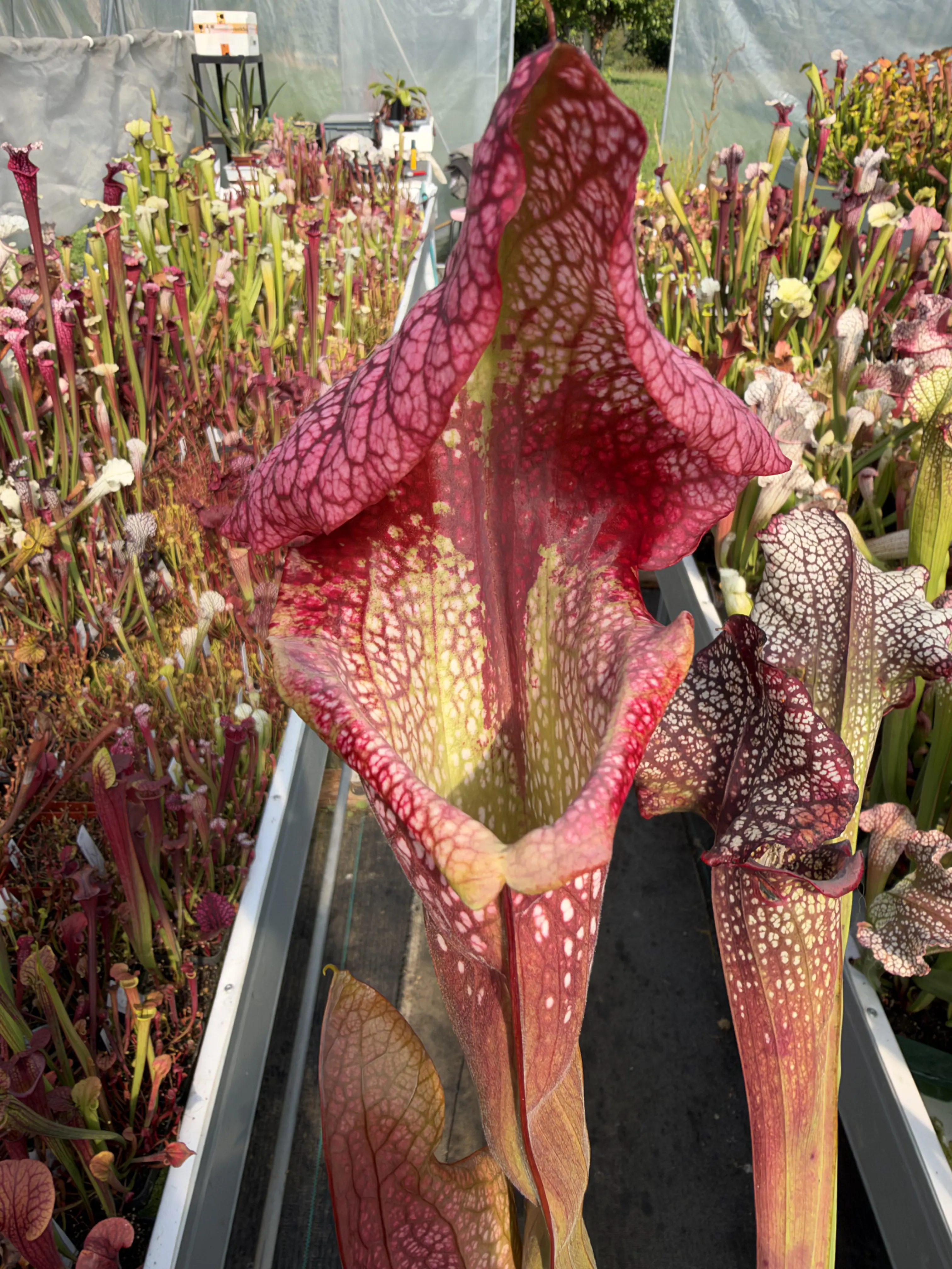 Sarracenia x Basilisk 