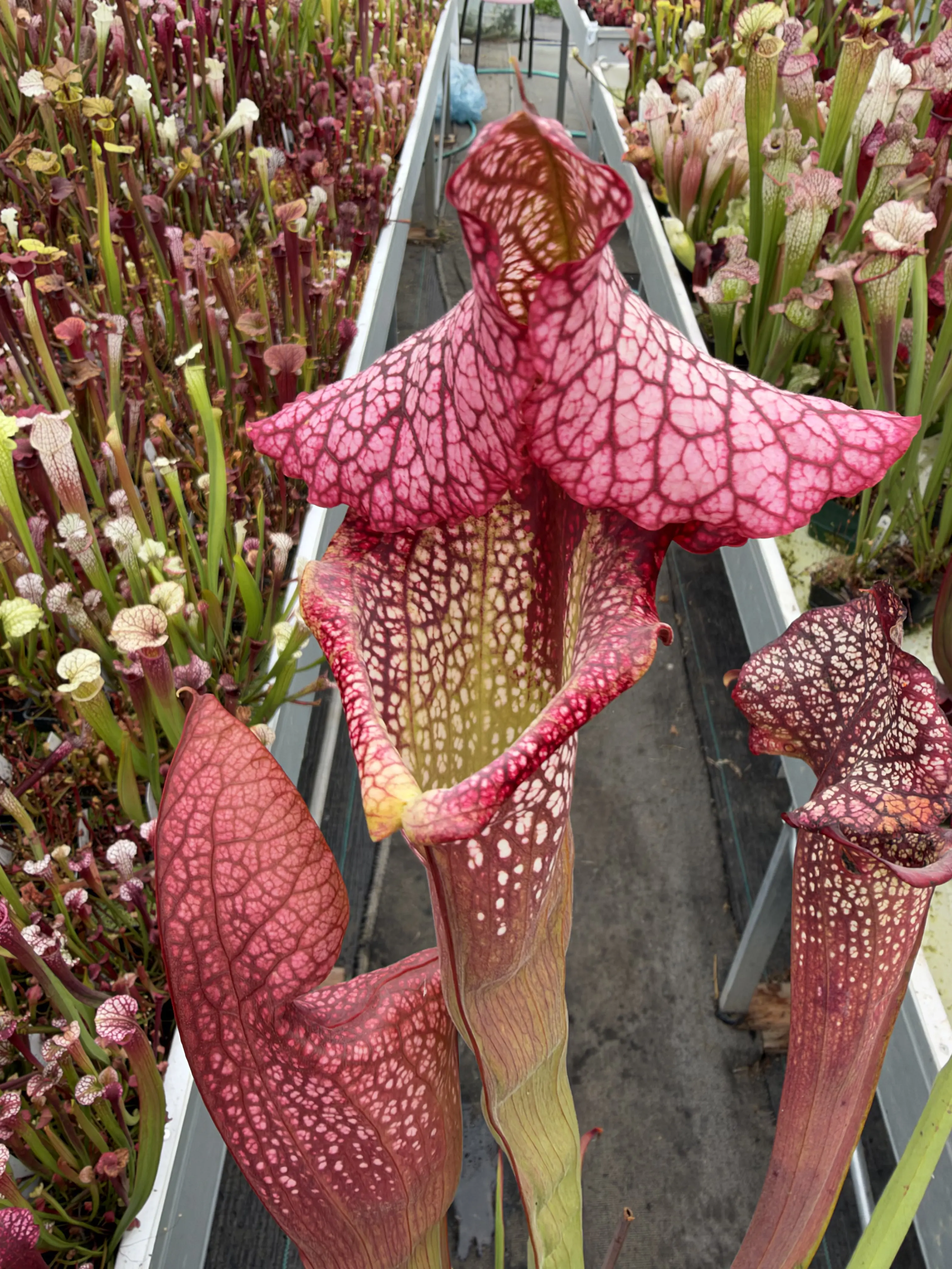 Sarracenia x Basilisk 