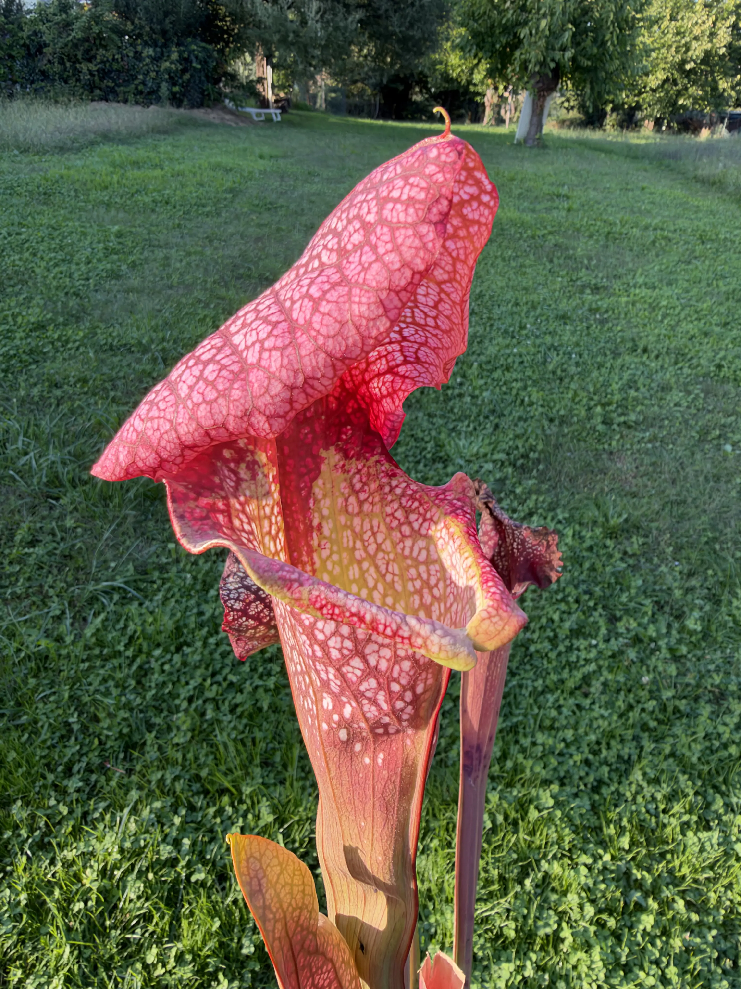 Sarracenia x Basilisk 