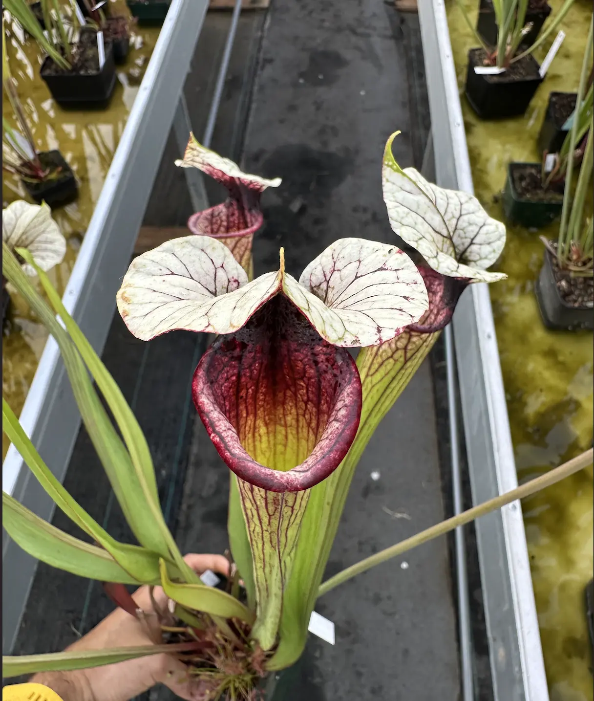 Sarracenia x "White Walker"