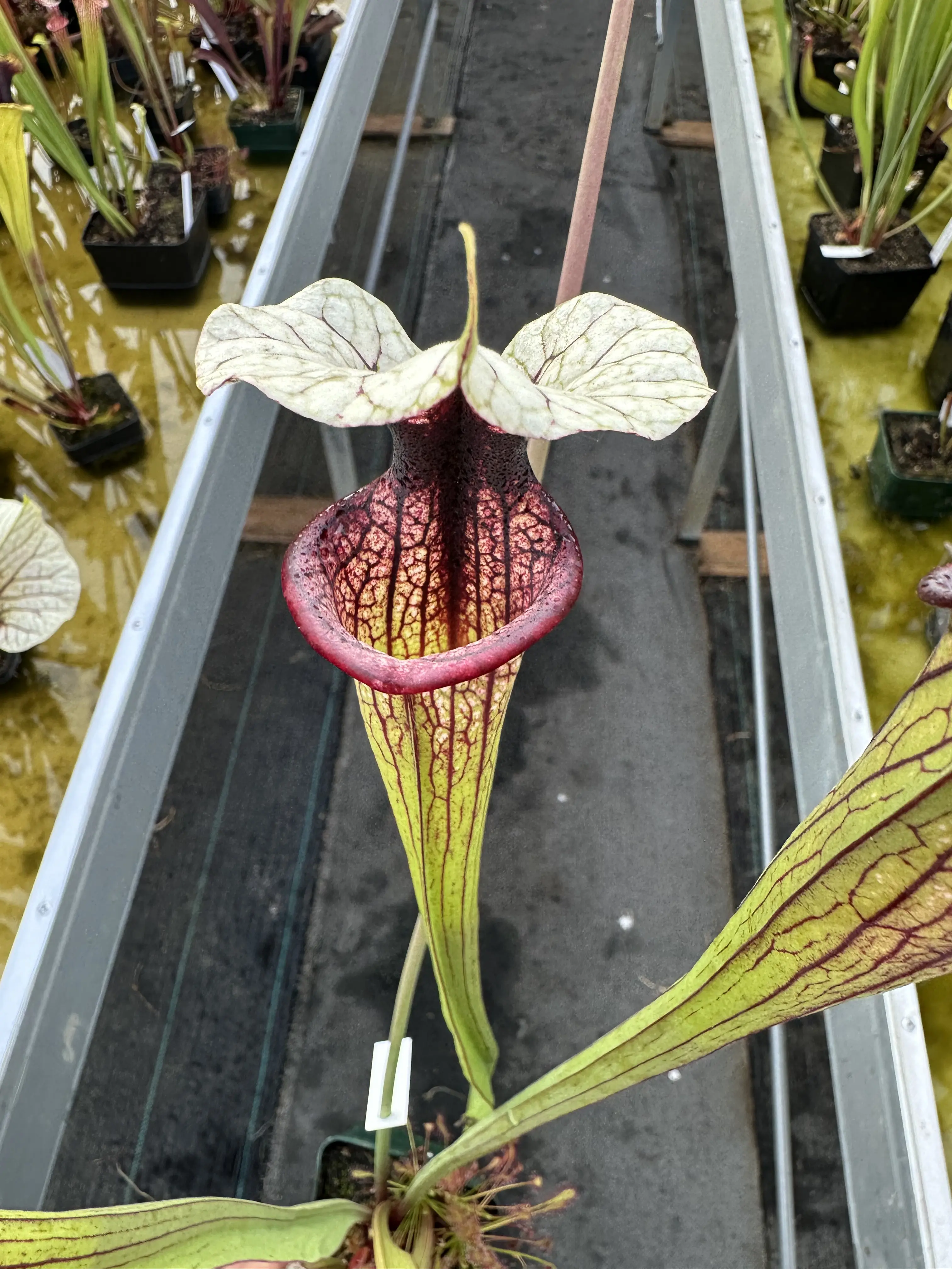 Sarracenia x "White Walker"