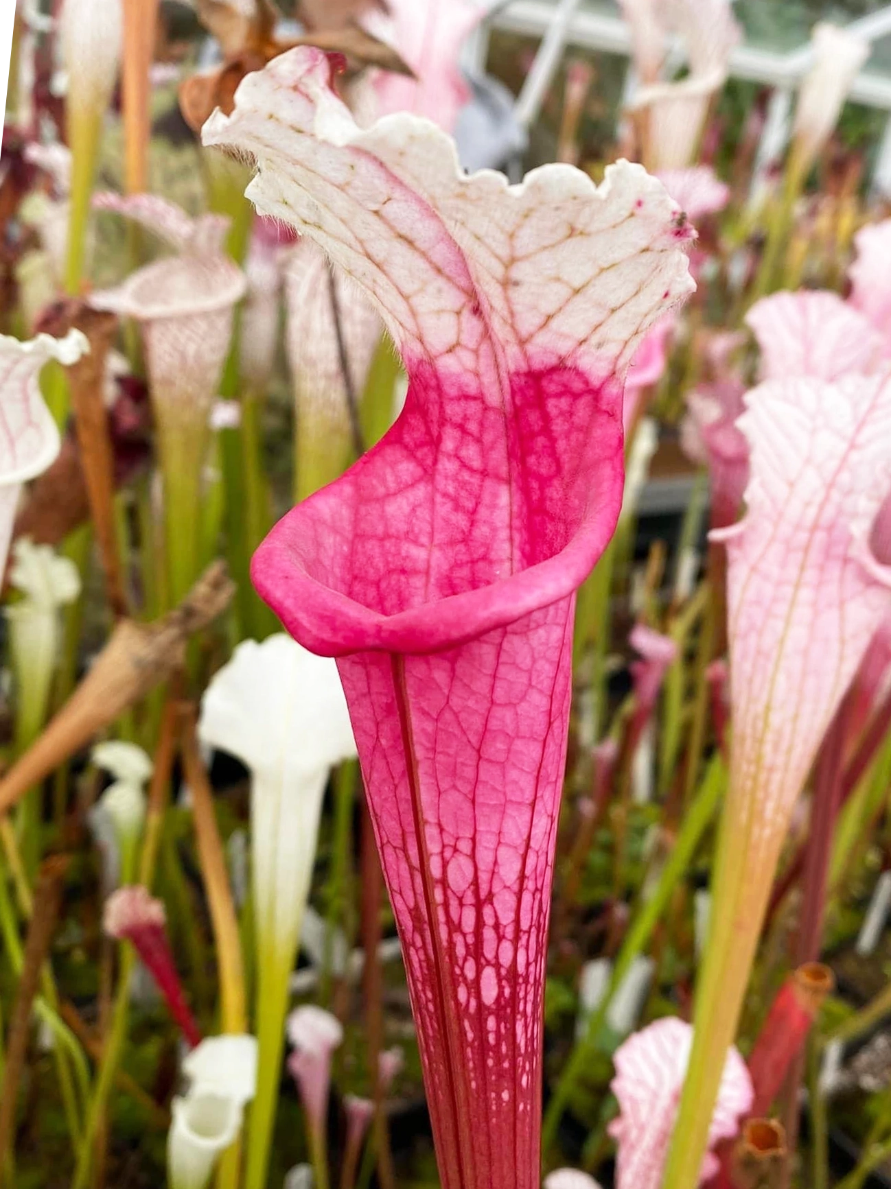 Sarracenia leucophylla "Ruby Joyce' x var.alba (no. 14)