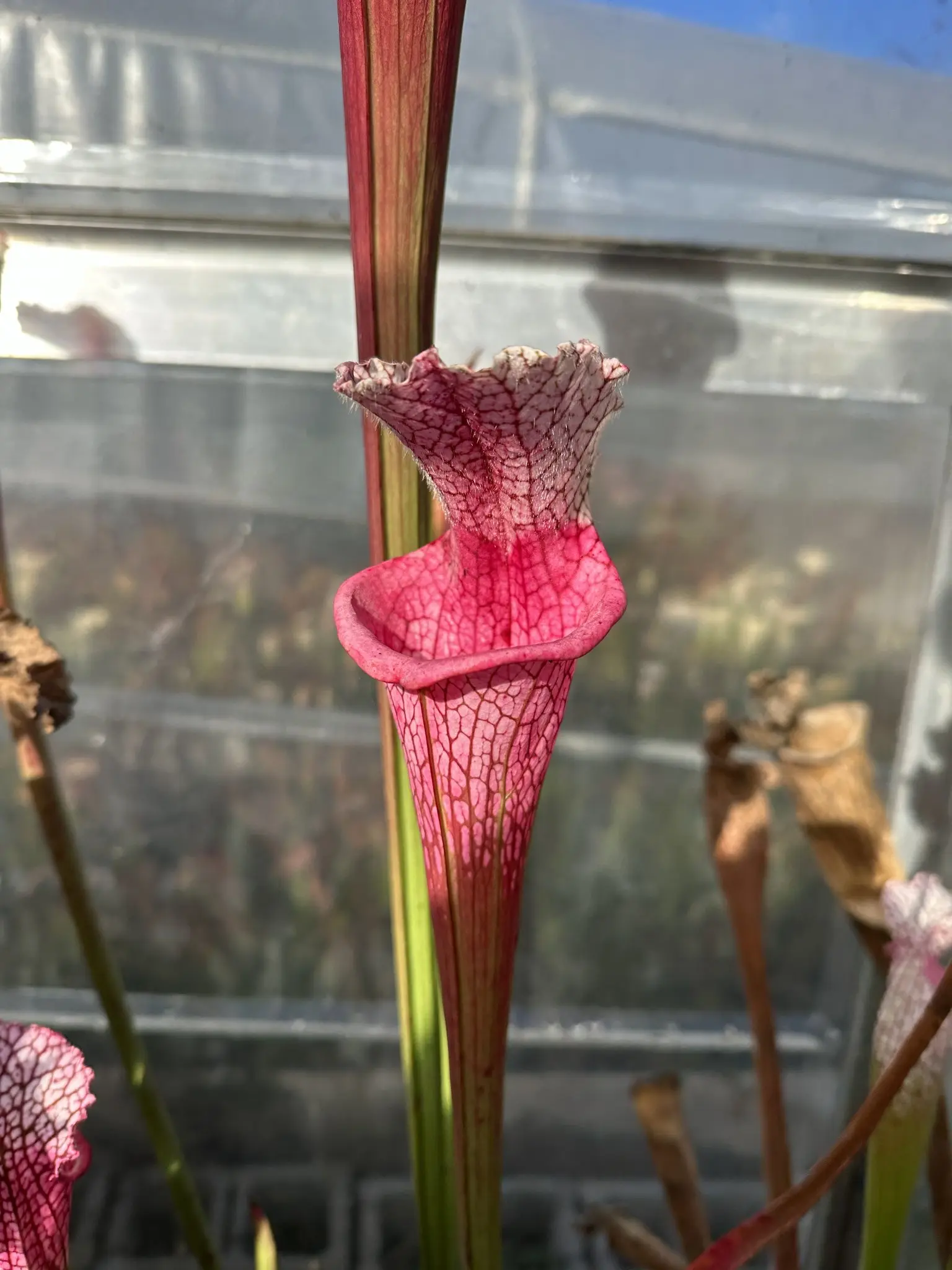 Sarracenia leucophylla "Ruby Joyce' x var.alba (no. 14)