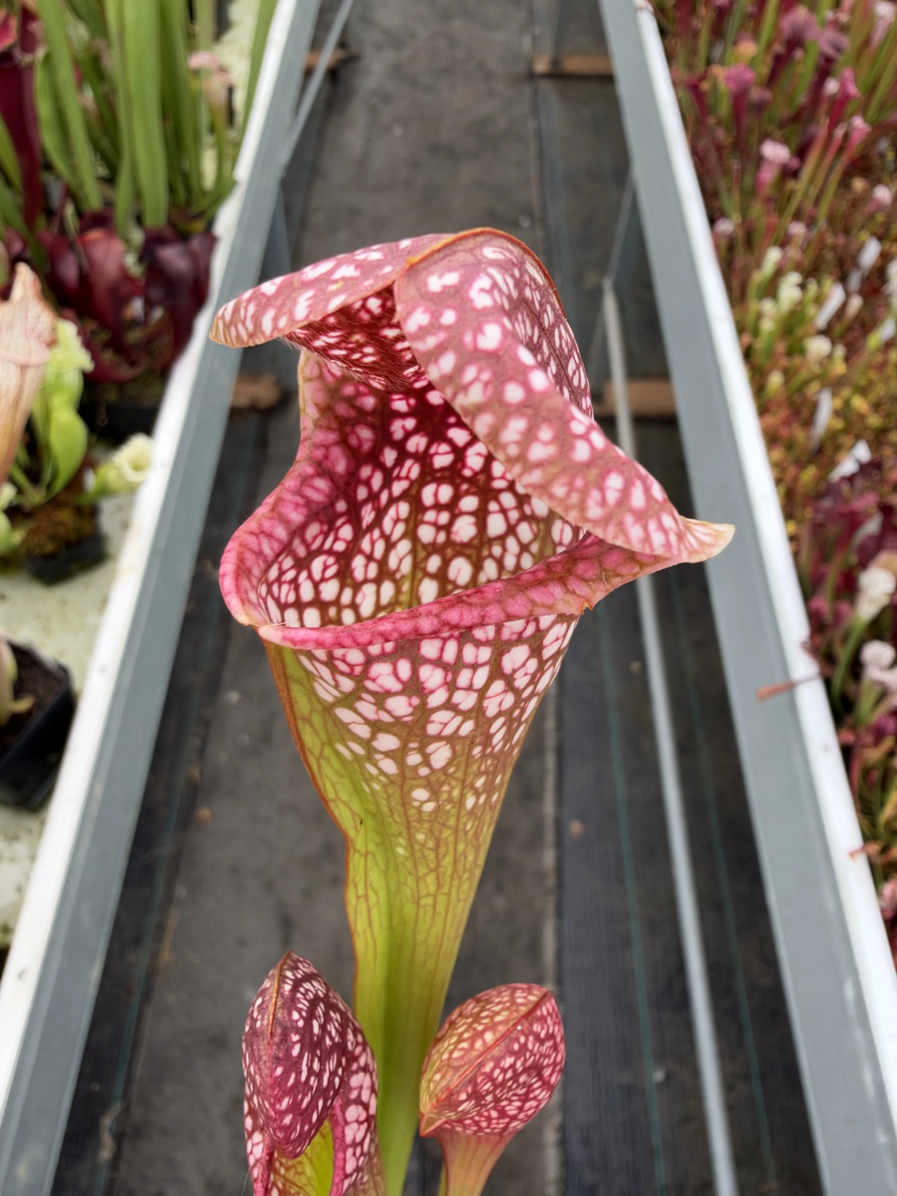 Sarracenia hybrid, minor involved