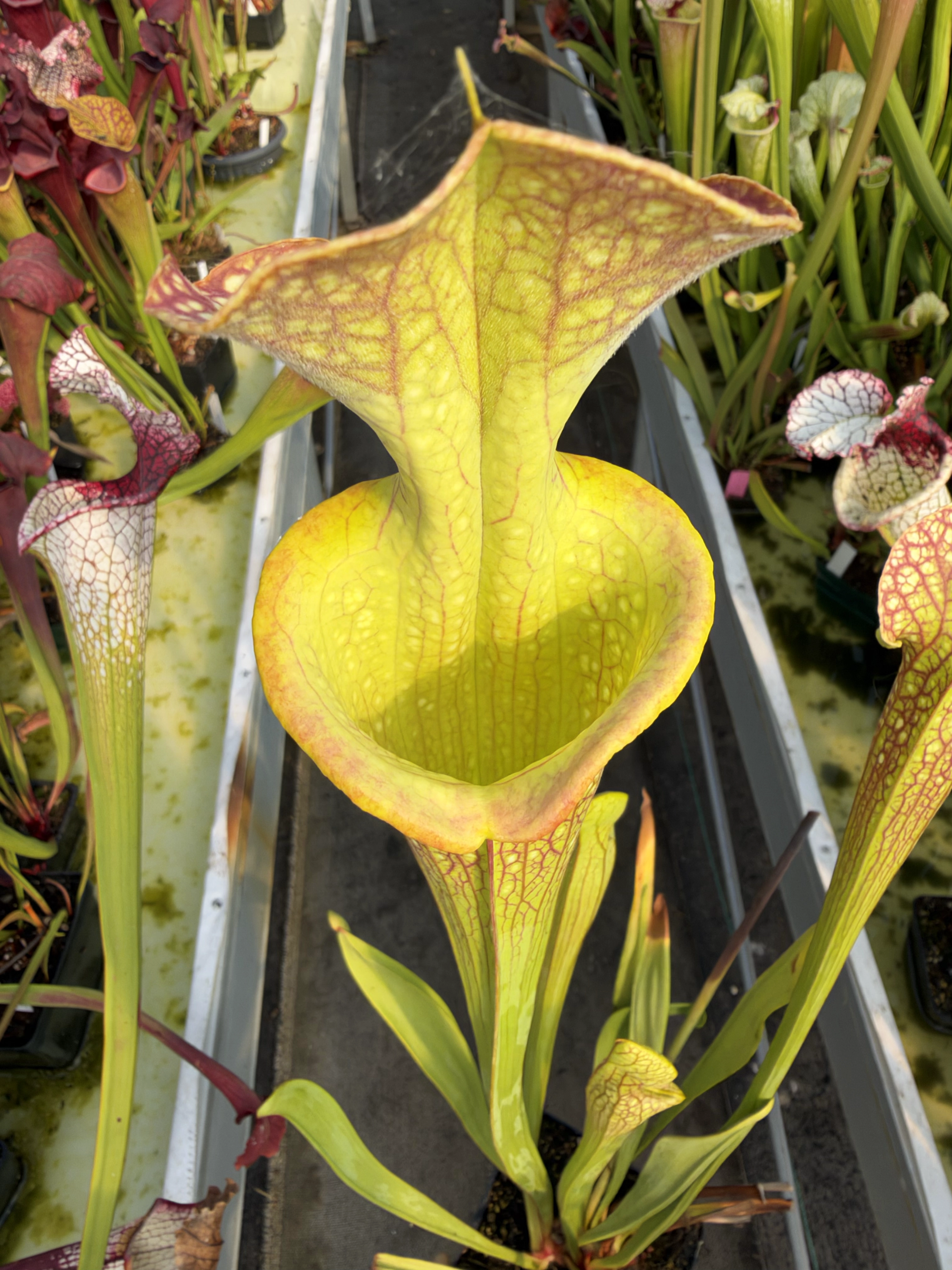 Sarracenia x Ananas
