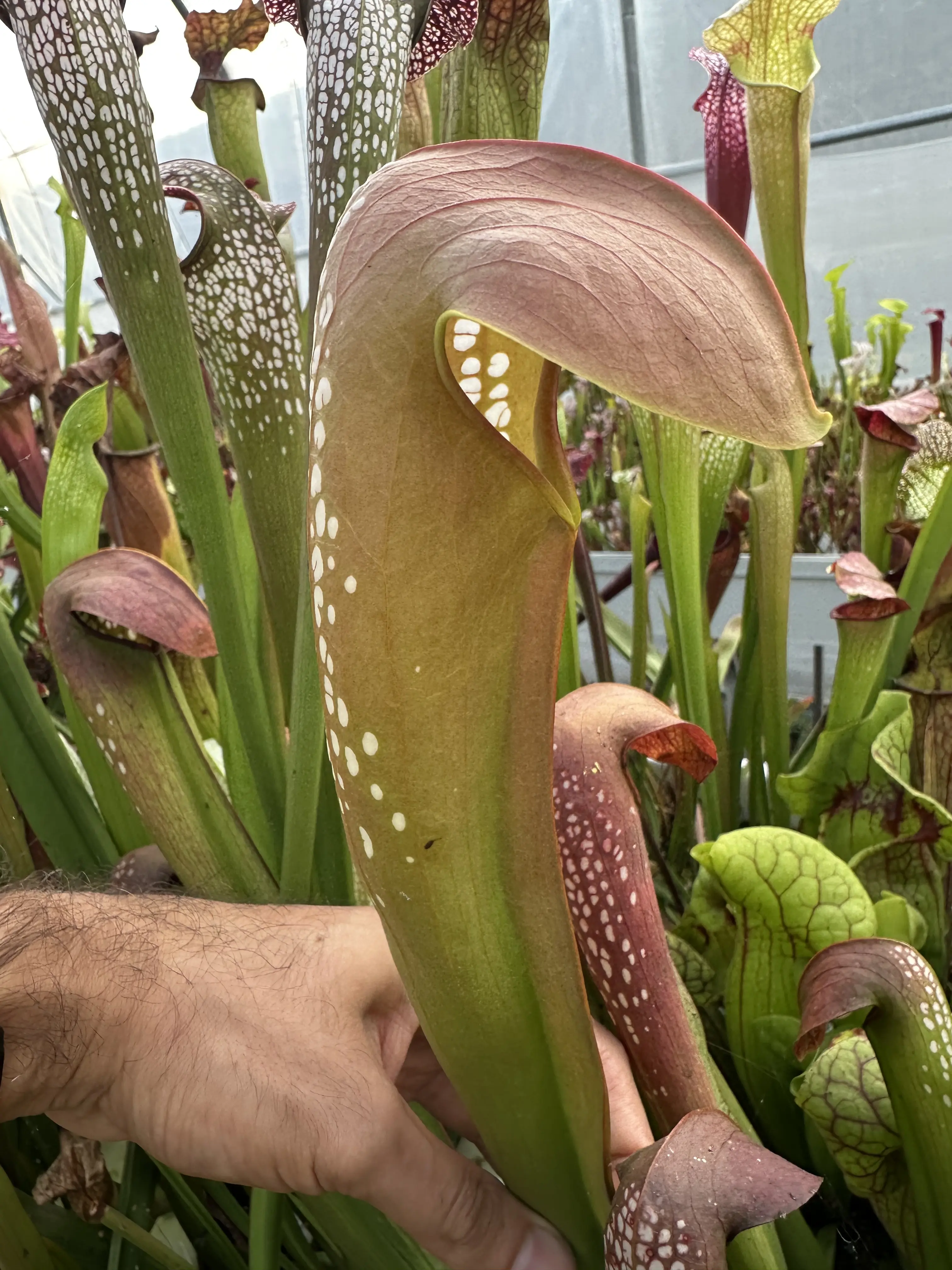 Sarracenia minor var. Okefenokeensis
