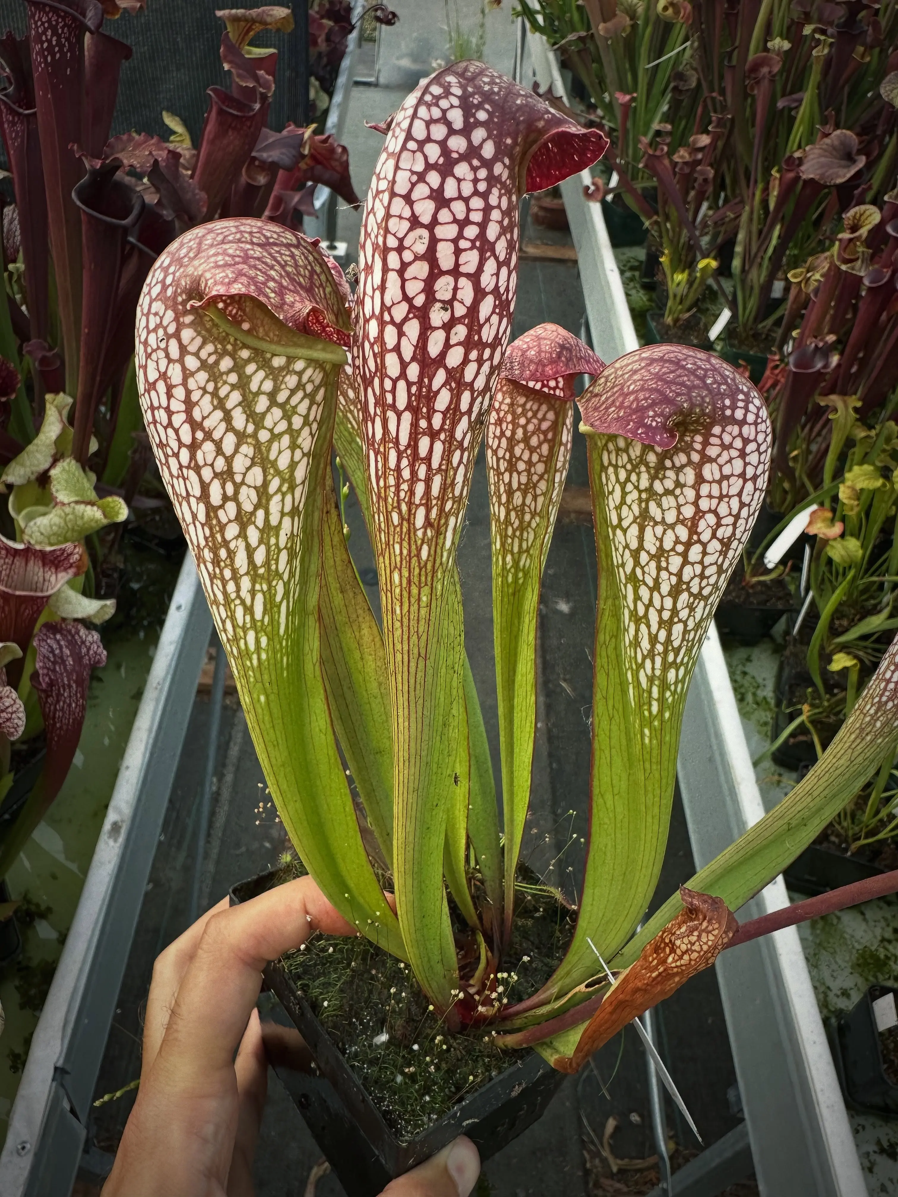 Sarracenia excellense OP
