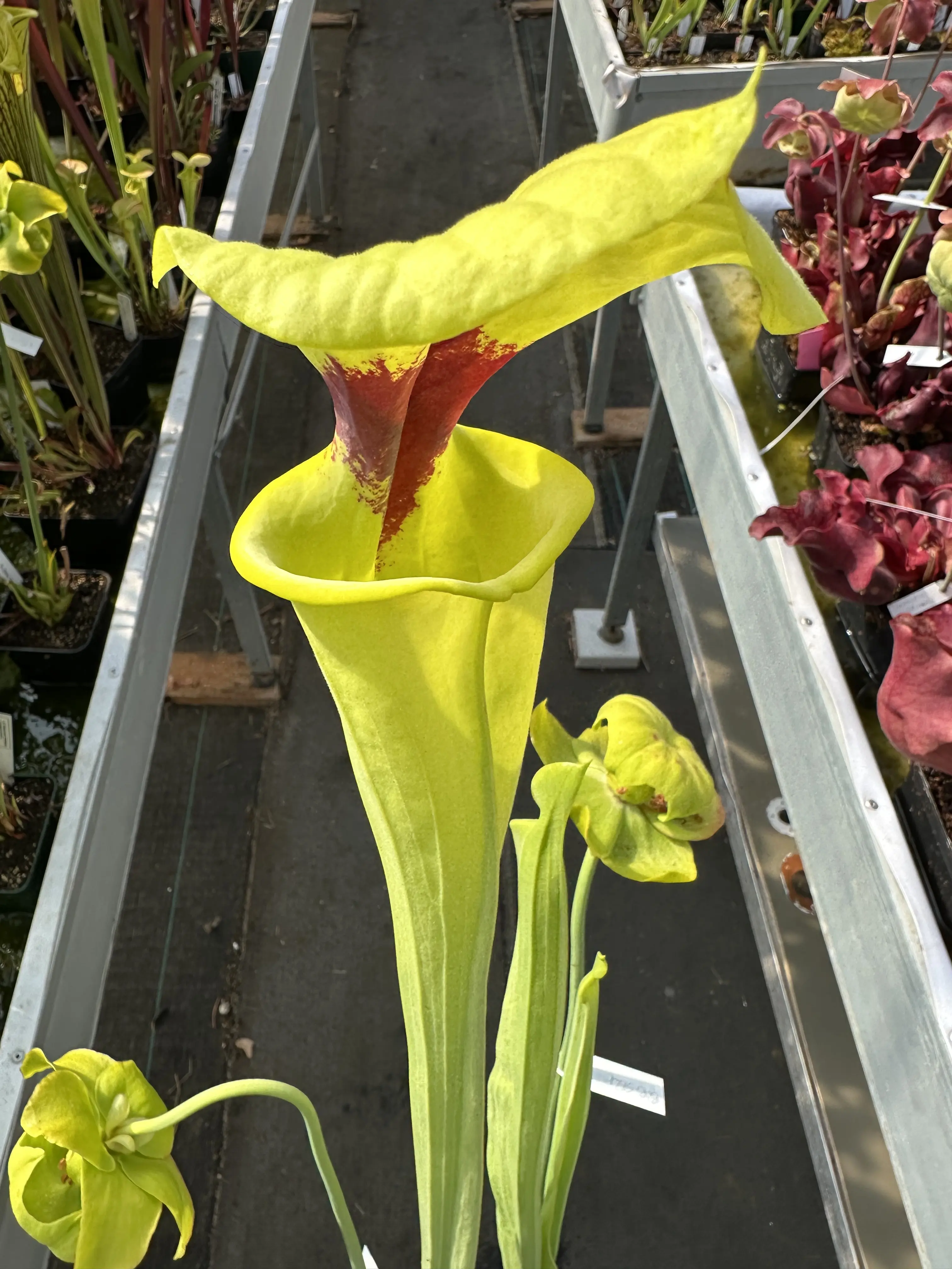 Sarracenia flava var. rugelii, 'Bob Hanrahan'