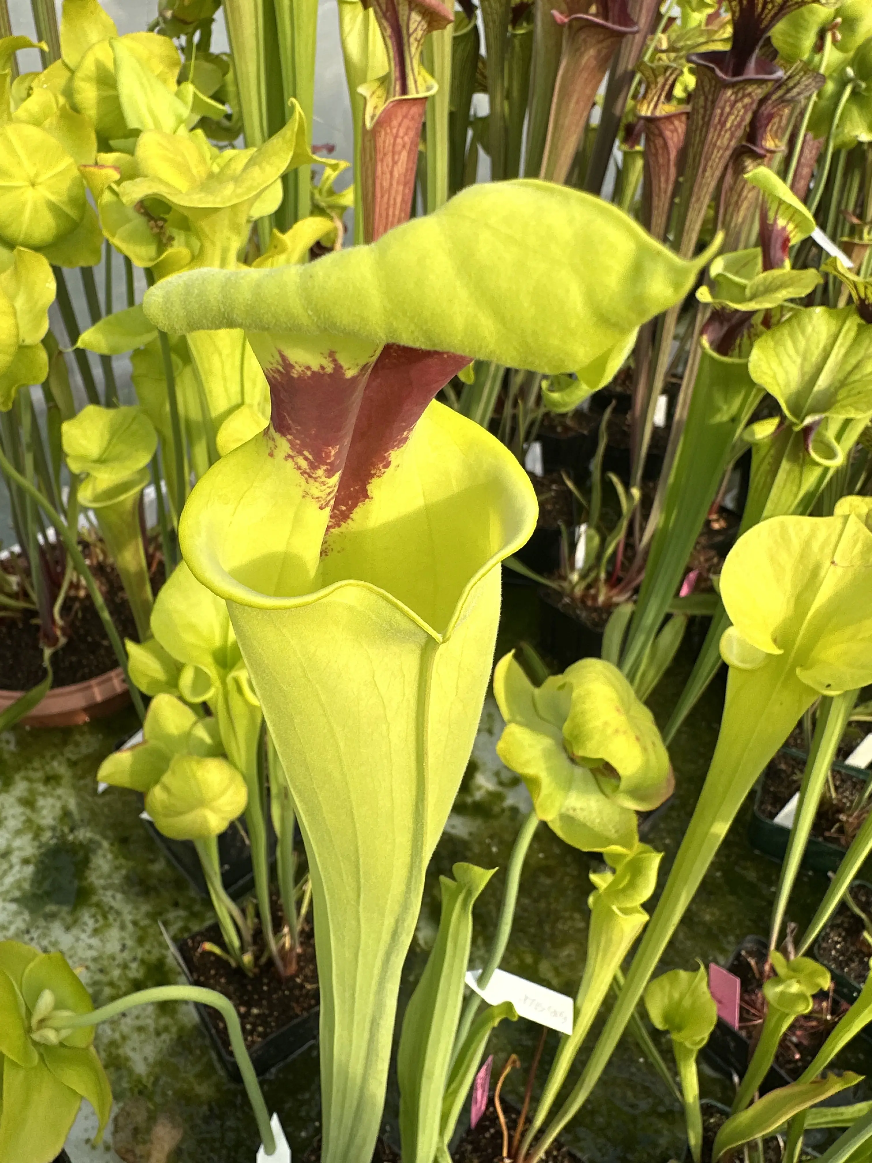 Sarracenia flava var. rugelii, 'Bob Hanrahan'