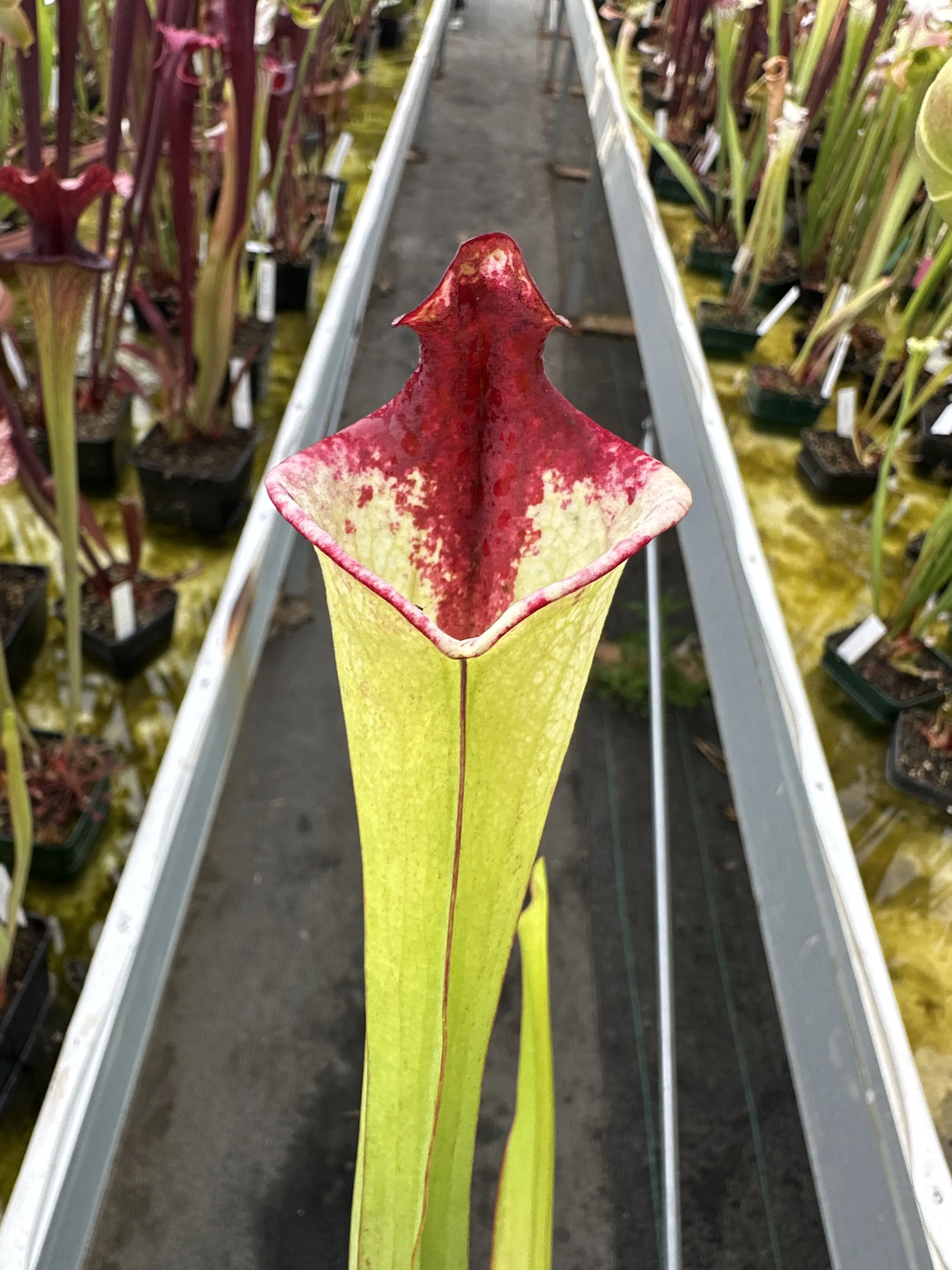 Sarracenia x "Pennywise"