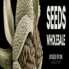 Seeds Wholesale blurred